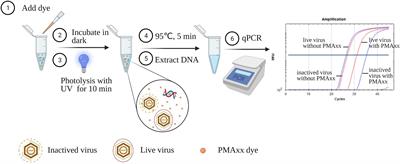 A triton X-100 assisted PMAxx-qPCR assay for rapid assessment of infectious African swine fever virus